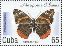 Red Admiral (Vanessa atalanta)