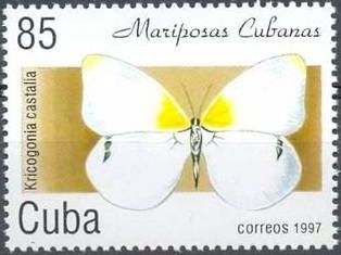 Castalia Sulphur (Kricogonia castalia)