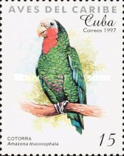 Cuban Amazon (Amazona leucocephala)