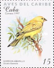 Saffron Finch (Sicalis flaveola)