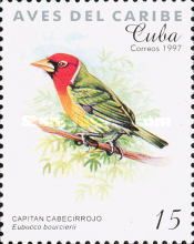 Red-headed Barbet (Eubucco bourcierii)