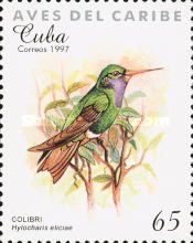 Blue-throated Goldentail (Hylocharis eliciae)