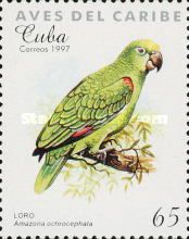 Yellow-crowned Amazon (Amazona ochrocephala)