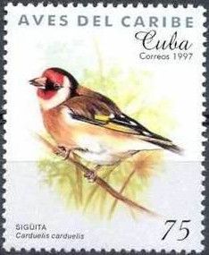 European Goldfinch (Carduelis carduelis)