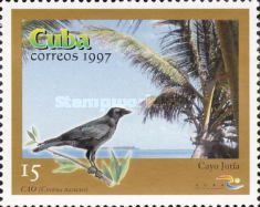 Cuban Crow (Corvus nasicus), Jutia Key
