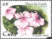 Vicaria (Catharanthus roseus)