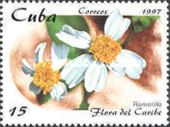 Bidens pilosa (romerillo)