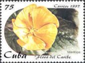Ramgoat Dashalong (Turnera ulmifolia)