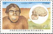 Sinanthropus (Peking man)