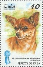 Chihuahua (Canis lupus familiaris)