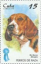 Beagle (Canis lupus familiaris)