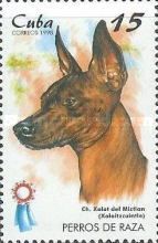Mexican Hairless Dog (Canis lupus familiaris)