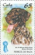 German Pointer (Canis lupus familiaris)
