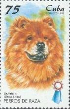 Chow-Chow (Canis lupus familiaris)