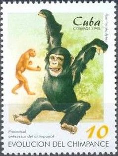 Chimpanzee (Pan troglodytes) and Proconsul