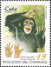 Chimpanzee (Pan troglodytes), Hand and Foot