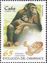 Chimpanzee (Pan troglodytes) and new Born