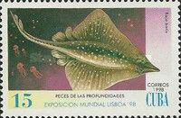 Common Skate (Raja batis)