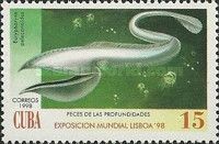 Pelican Eel (Eurypharynx pelecanoides)