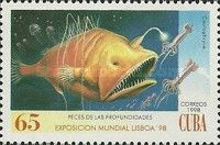 Fanfin Anglerfish (Caulophryne sp.)