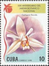 Coelogyne flaccida