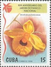 Dendrobium fimbriatum