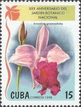 Arundina graminifolia