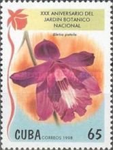 Bletia patula