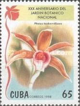 Phaius tankervilleae