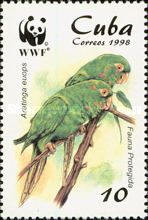 Cuban Parakeet (Aratinga euops)