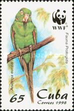 Cuban Parakeet (Aratinga euops)