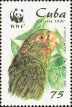 Cuban Parakeet (Aratinga euops)