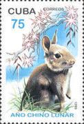 Domestic Rabbit (Oryctolagus cuniculus domesticus)