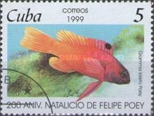 Fairy Basslet (Gramma loreto)