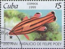 Peppermint Bass (Liopropoma rubre)