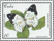 Butterfly (Helcyra superba)