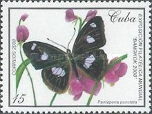 Butterfly (Pantaporia punctata)