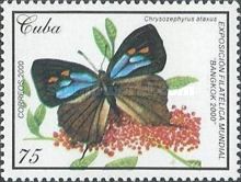 Wonderful Hairstreak (Chrysozephyrus ataxus)