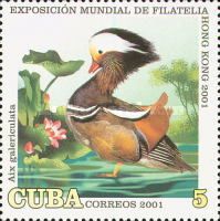 Mandarin Duck (Aix galericulata)