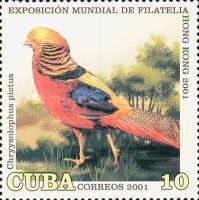 Golden Pheasant (Chrysolophus pictus)