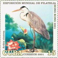Grey Heron (Ardea cinerea)
