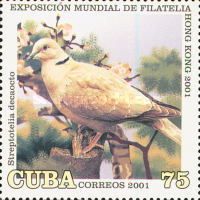 Eurasian Collared Dove (Streptopelia decaocto)