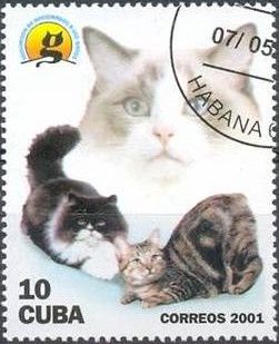 Cats (Felis silvestris catus)