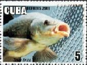 Tench (Tinca tinca)