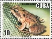 European Common Frog (Rana temporaria)