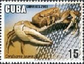 Blue Land Crab (Cardisoma guanhumi)