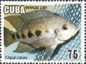 Five Spot Tilapia (Tilapia mariae)