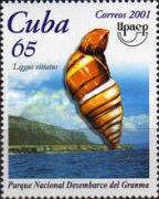 Land Snail (Liguus vittatus)