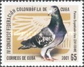 Paloma Empedrado claro (Columba livia forma domestica)