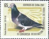 Paloma Bronceado (Columba livia forma domestica)